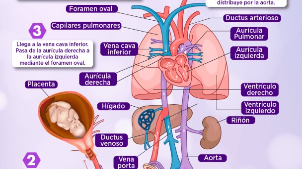 CIRCULACIÓN FETAL CIRCULACIÓN FETAL