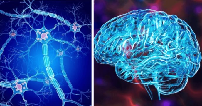 Nueva prueba para la detección de alzhéimer a partir de dos moléculas, ofrecería 93% de precisión