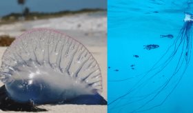 Alerta en San Andrés por especie marina que puede causar dolor, reacciones alérgicas y respiratorias