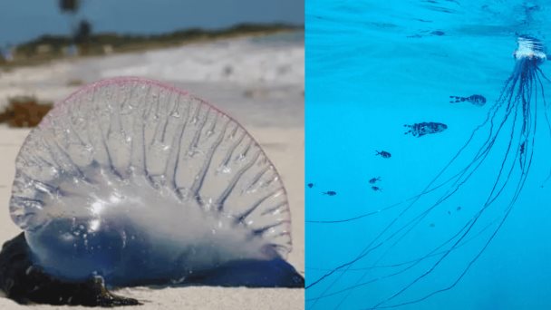Alerta en San Andrés por especie marina que puede causar dolor, reacciones alérgicas y respiratorias Alerta en San Andrés por especie marina que puede causar dolor, reacciones alérgicas y respiratorias