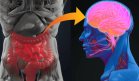 Bacterias intestinales pueden desencadenar enfermedades cardiovasculares y neurodegenerativas: Estudio