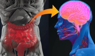 Bacterias intestinales pueden desencadenar enfermedades cardiovasculares y neurodegenerativas: Estudio