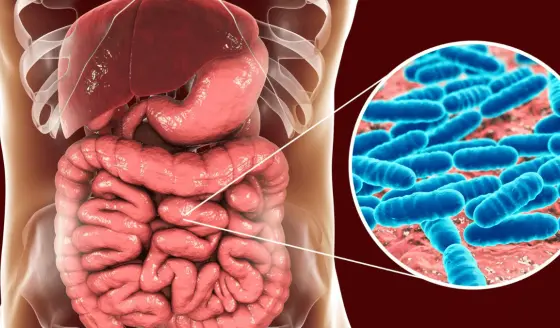 SIBO: Causas, síntomas y tratamientos para el sobrecrecimiento bacteriano del intestino delgado
