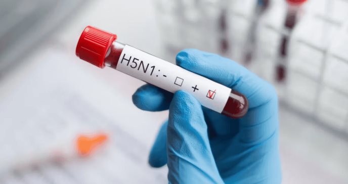 ¿Cómo se trata la gripe aviar H5N1? Todo sobre el tratamiento y la seguridad del consumo de pollo y huevo