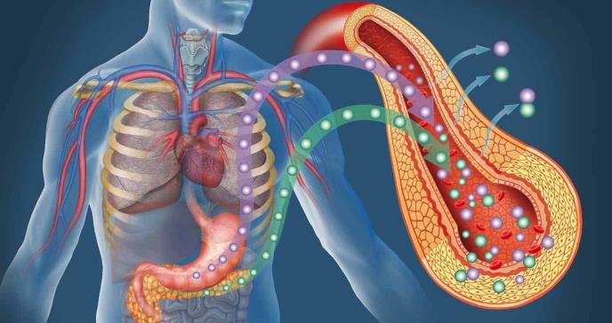 Adrenomedulina: La hormona que podría alterar la señalización de la insulina en la diabetes tipo 2