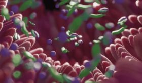 Microbios genitales dejan una 