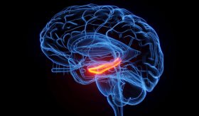 Lesiones en el hipocampo podrían causar psicosis, según estudio