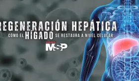 Regeneración hepática: Cómo el hígado se restaura a nivel celular