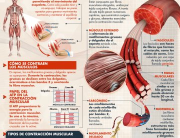 ESTRUCTURA Y CONTRACCIÓN MUSCULAR