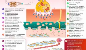 CONTRACCIÓN MUSCULAR