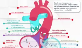 ESQUELETO DEL CORAZÓN