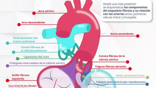 ESQUELETO DEL CORAZÓN ESQUELETO DEL CORAZÓN