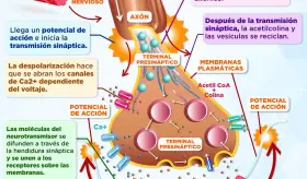 UNIÓN NEUROMUSCULAR