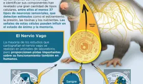 CONEXIÓN ÓRGANOS Y CEREBRO