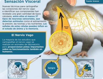 CONEXIÓN ÓRGANOS Y CEREBRO