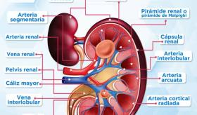 ANATOMÍA DEL RIÑÓN