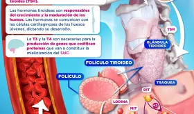 SÍNTESIS DE LA HORMONA TIROIDEA