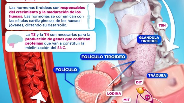SÍNTESIS DE LA HORMONA TIROIDEA