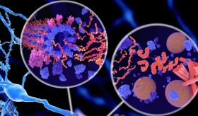 Proteína CD2AP podría frenar la neurodegeneración en la enfermedad de Alzheimer, según estudio