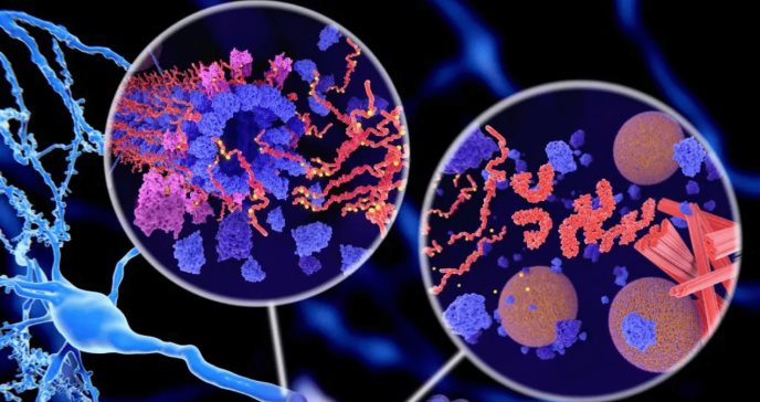 Proteína CD2AP podría frenar la neurodegeneración en la enfermedad de Alzheimer, según estudio