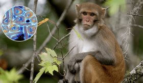 Demuestran que Obeldesivir protege al 100 % de los macacos rhesus contra la cepa Makona del ébola