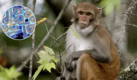 Demuestran que Obeldesivir protege al 100 % de los macacos rhesus contra la cepa Makona del ébola