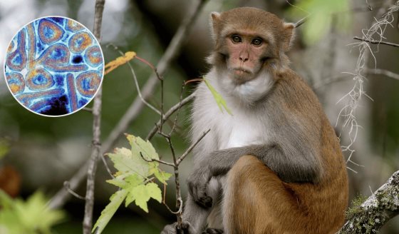 Demuestran que Obeldesivir protege al 100 % de los macacos rhesus contra la cepa Makona del ébola