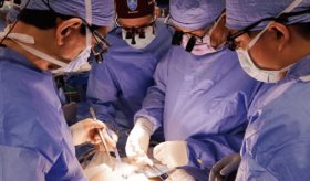 Trasplantes de riñones de cerdo genéticamente modificados, una posible respuesta ante falta de donantes