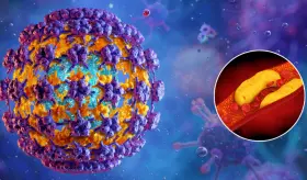 Personas con VPH tienen hasta el doble de riesgo de desarrollar una enfermedad coronaria: estudio