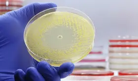 Lariocidina: el nuevo antibiótico que combate bacterias resistentes mediante la inhibición del ribosoma