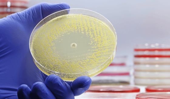 Lariocidina: el nuevo antibiótico que combate bacterias resistentes mediante la inhibición del ribosoma