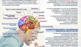 ADICCIÓN A LA COMIDA EN EL CEREBRO