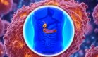 Investigadores crean islotes pancreáticos funcionales a partir de células madre para tratar diabetes tipo