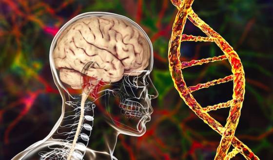 Demencia vascular: Esta es la segunda causa más común de deterioro cognitivo tras el alzhéimer