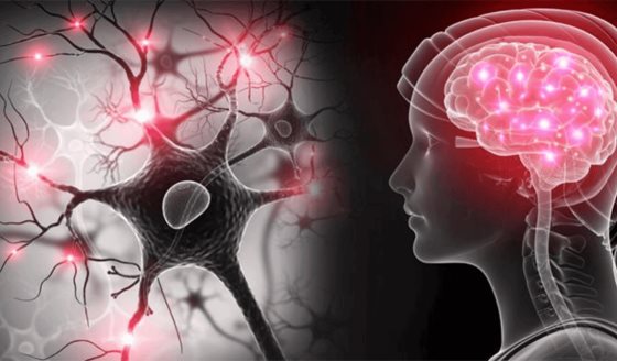 Científicos logran regenerar neuronas dañadas por Parkinson usando exosomas
