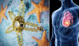 Crean un parche inteligente inspirado en estrellas de mar para detectar enfermedades del corazón