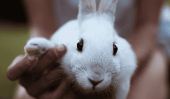 FDA impulsa nuevas tecnologías para reemplazar pruebas en animales en el desarrollo de fármacos