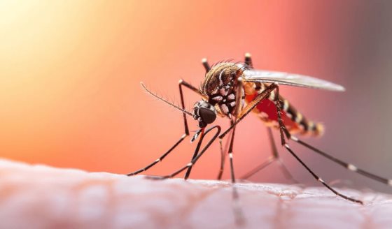 Declaran alerta sanitaria en Cundinamarca por fiebre amarilla y señalan  21 municipios en riesgo