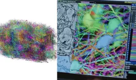 Científicos logran el mapeo cerebral más detallado de la historia en un fragmento de cerebro de ratón
