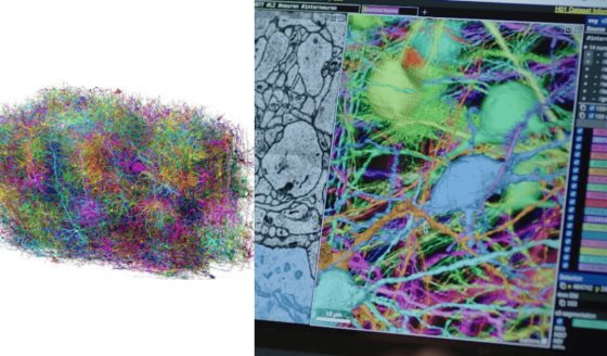 Científicos logran el mapeo cerebral más detallado de la historia en un fragmento de cerebro de ratón