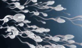 Primera carrera de espermatozoides en EE. UU. contará con mil espectadores y cámaras de alta resolución