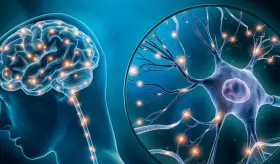 Descubren cómo aprende el cerebro: Las neuronas utilizan múltiples reglas al mismo tiempo