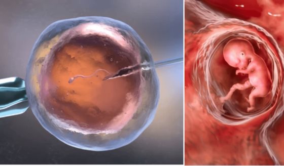 Nueva técnica genómica podría evitar abortos espontáneos en tratamientos de fertilidad
