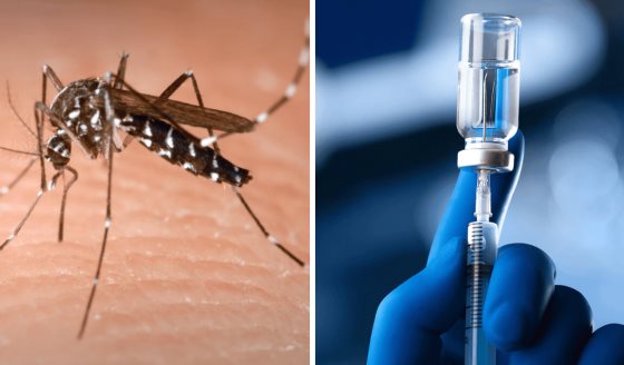 FDA aprobó la primera vacuna contra el chikunguña basada en inmunogenicidad en Brasil