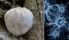 Descubren que el hongo Hericium erinaceus podría prevenir el alzhéimer, según estudio