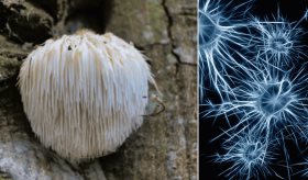 Descubren que el hongo Hericium erinaceus podría prevenir el alzhéimer, según estudio