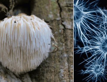 Descubren que el hongo Hericium erinaceus podría prevenir el alzhéimer, según estudio