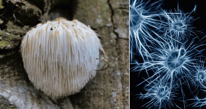 Descubren que el hongo Hericium erinaceus podría prevenir el alzhéimer, según estudio