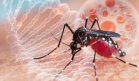 Conozca al Aedes aegypti: mosquito que puede transmitir dengue, zika, chikunguña y fiebre amarilla