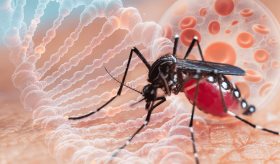 Conozca al Aedes aegypti: mosquito que puede transmitir dengue, zika, chikunguña y fiebre amarilla